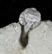 Halysiocrinus Crinoid Fossil - Crawfordsville #20840-2